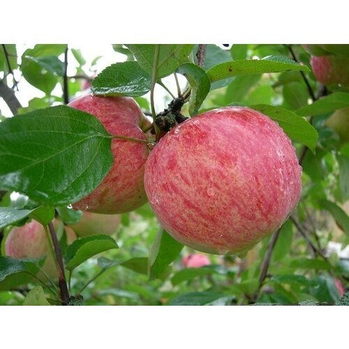 ������ ������ ������� ������ �������� ��������� ( 3-4 ���� , �7,5 , 125-150 �� ) ����