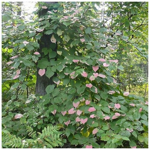 ������ ������ ������ ������ ��������� ��������� 20 ��. ����