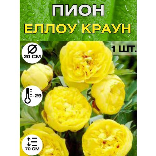 ������ ������ ���� �����������, ������ ������� ��� ������� ����