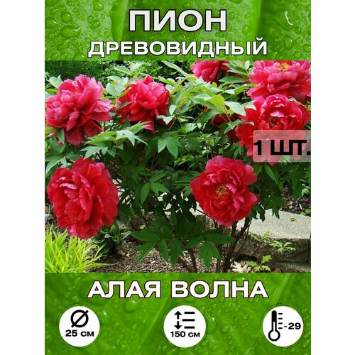 ������ ������ ���� ���� �����, ��������� ����