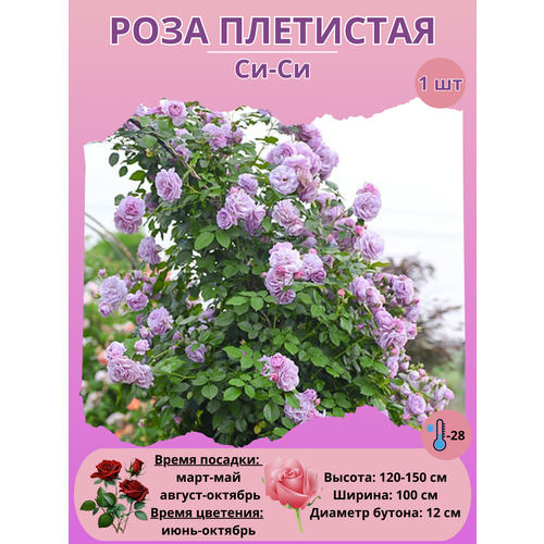 ������ ������ ���� ��������� ��-��, ����������� ����� ����