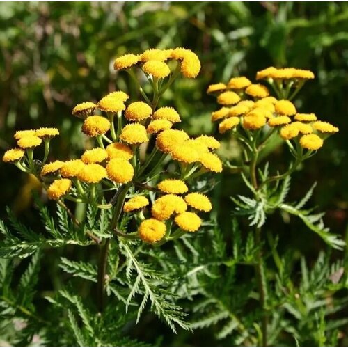 ������ ������ ������ ������ ����� ������������ 500 ��. ����