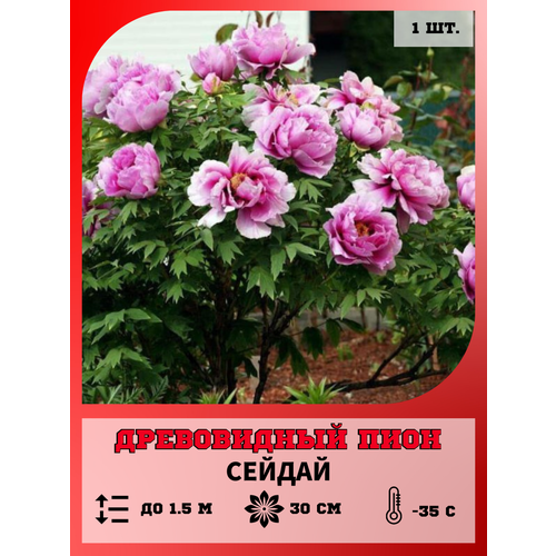 ������ ������ ���� ����������� ������, ������� 1 ����� ����