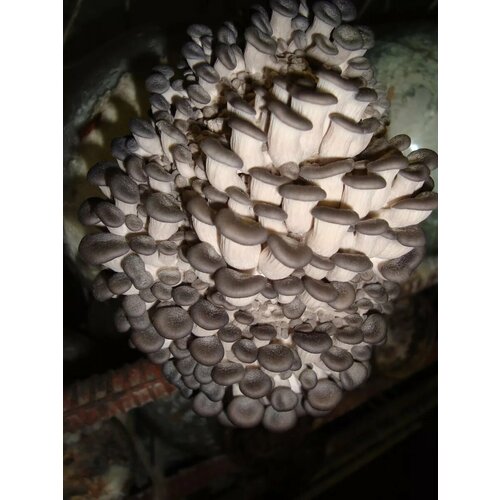 ������ ������ ������� ������ ������� �������� (����� ��35) - 100 ��. ����