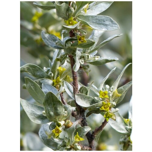 ������ ������ ������ ��� ����������� ������������� (Elaeagnus commutata), 20 ���� ����