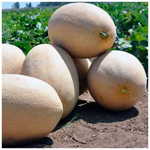 ������ ������ ������ ������ ���� ��������� 10 ��. ����