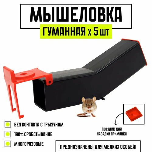 ������ ������ ��������� ��������, ������� ��� �����, ��������, ������ ���, ������� �������, ������, 5 ���� ����