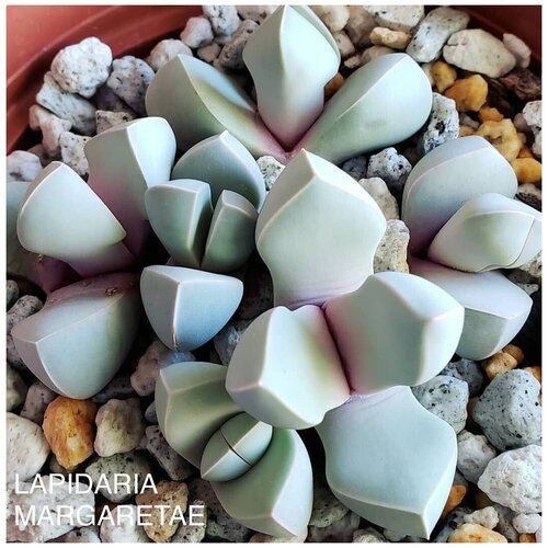 ������ ������ ��������� ����� ��� ����������� ����