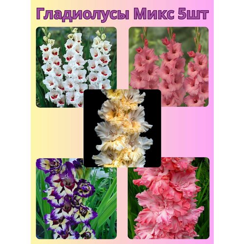 ������ ������ ��������� ���������������, �������� ���������� ���� 9 ����