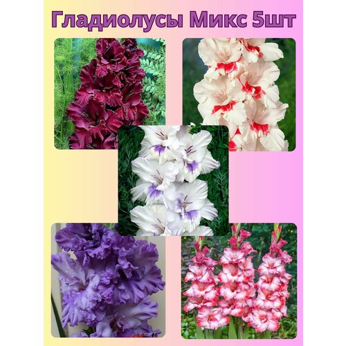 ������ ������ ��������� ���������������, �������� ���������� ����3 ����