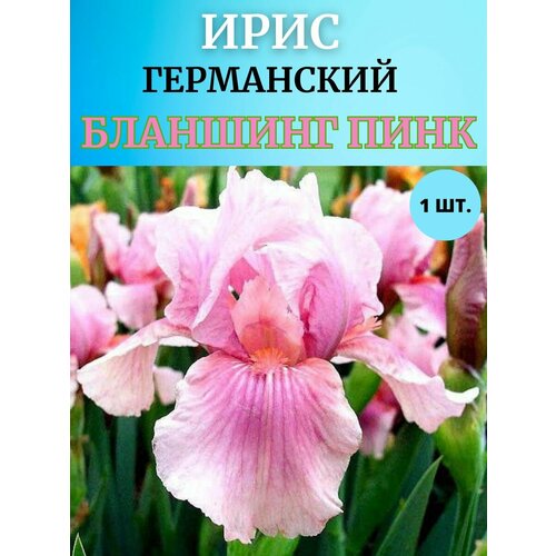 ������ ������ ���� �������� 1 ��, ����������� ����� ����