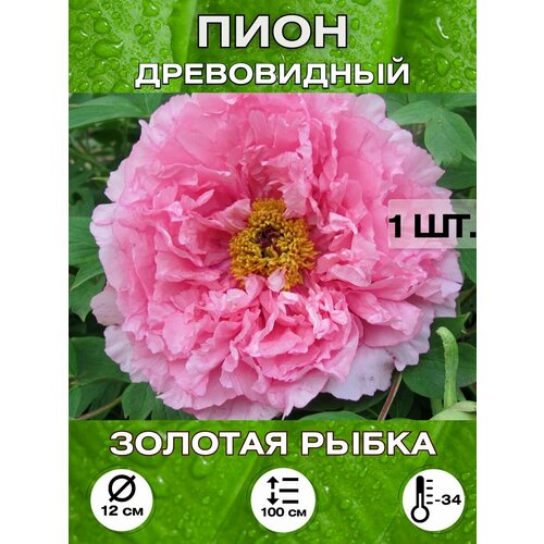 ������ ������ ���� ������� �����, ��������� ����