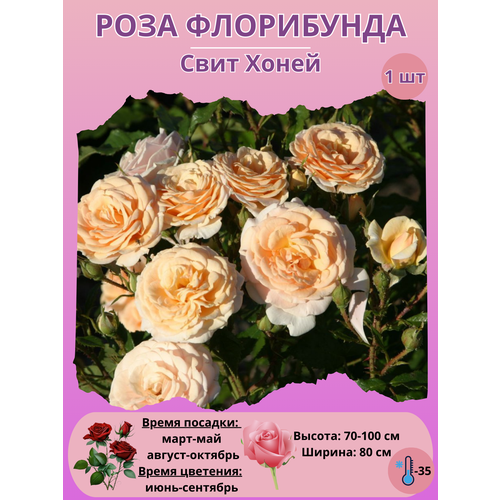 ������ ������ ���� ���������� ���� �����, ����������� ����� ��� ���� ����