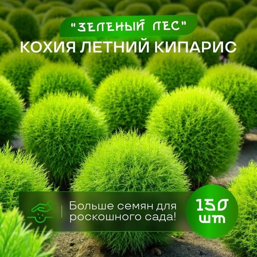 ������ ������ ����� ������ ������� ������� ��� ������ 150 �� ����