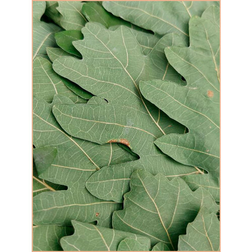 ������ ������ ������� ������ ����