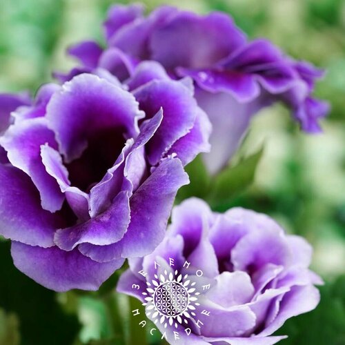     (. Gloxinia Violacea) 20   Green Legacy   -     , -,   