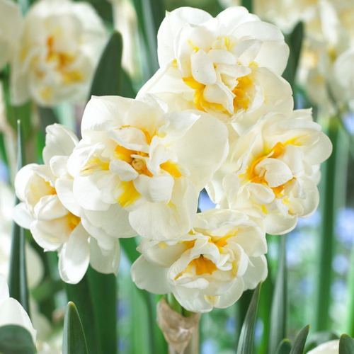 ������ ������ ������� THE BRIDE (5 �������) ����