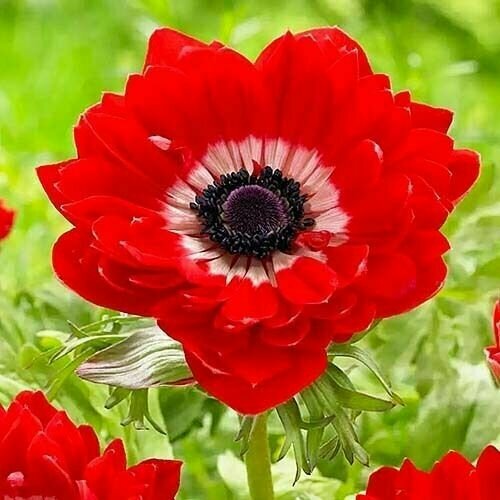 ������ ������ ������� ������� �. �. 5-6 ���������� 5 ��. ����