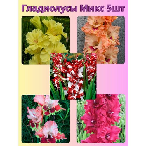 ������ ������ ��������� ���������������, �������� ���������� ���� 5 ����