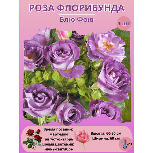 ������ ������ ���� ���������� ��� ���, ����������� ����� ��� ���� ����