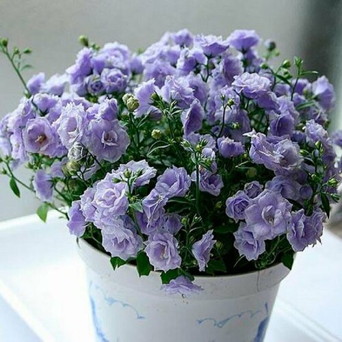 ������ ������ ��������� �����, �������� ����, �������, ������ ����