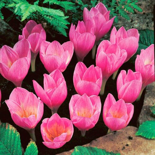 ������ ������ �������� ������ ���� (�������) 5 ��. � �������� ����