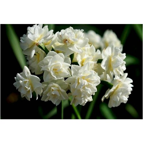 ������ ������ ������� ���� ������� (5 ���) / ���������� ����� ����