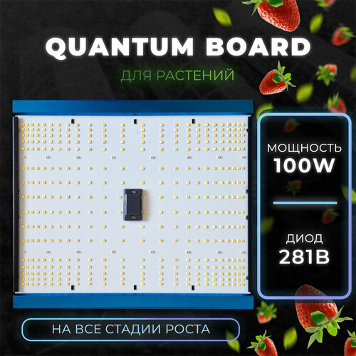     quantum board 100w,     281b     -     , -,   