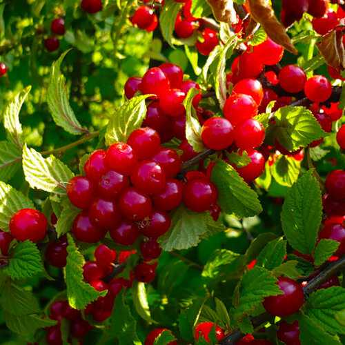 ������ ������ ����� ��������� ��������, ������, 5 �� ����