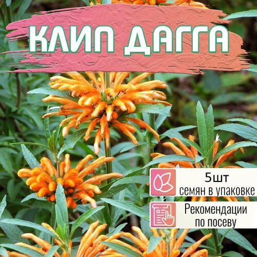 ������ ������ ���� ����� ������, ������� ������. Lions Ear, Leonotis nepetifolia ����