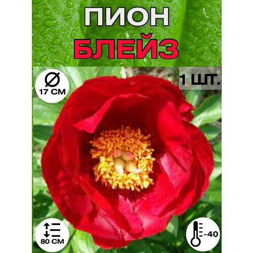 ������ ������ ���� �����������, ������ ������� ��� ������� ����