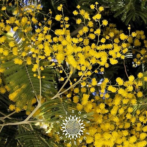 ������ ������ ������ ������ ������� (���. Acacia retinodes) 10�� �� Green Legacy ����