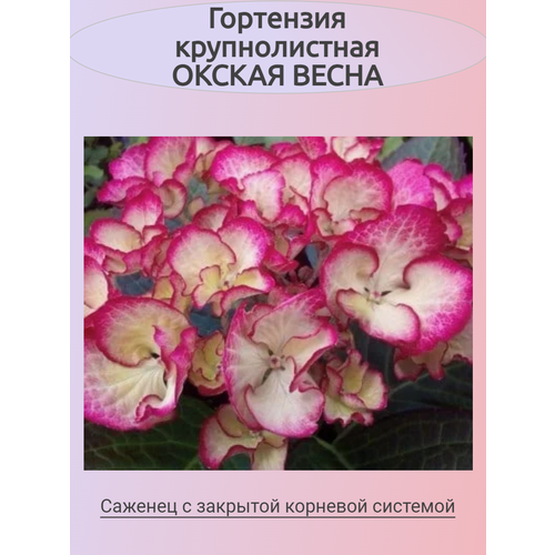 ������ ������ ������������� ��������� ������ ����� (�������) ����