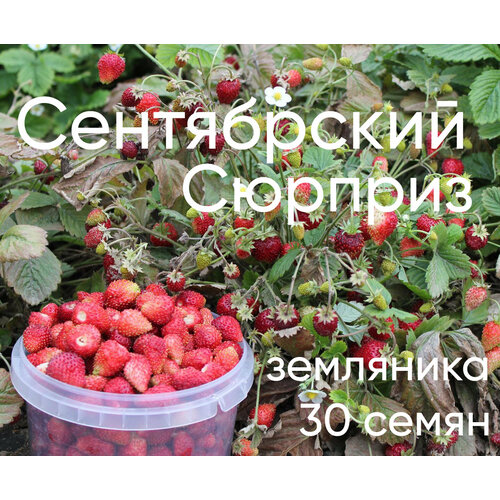 ������ ������ ����������� ������� 30 �� ����