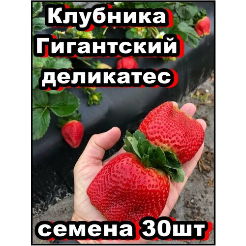 ������ ������ ������ �������� ���������� ��������� 30�� ����