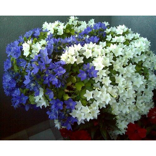 ������ ������ ����������� ���������� ���� ��� ��� + ���� ���� (Campanula carpatica Pearl F1) 5+5 ����� ����