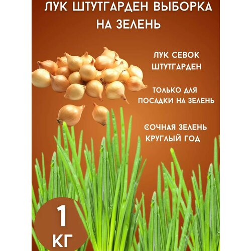 ������ ������ ��� ���������� �� ������ 1�� ����