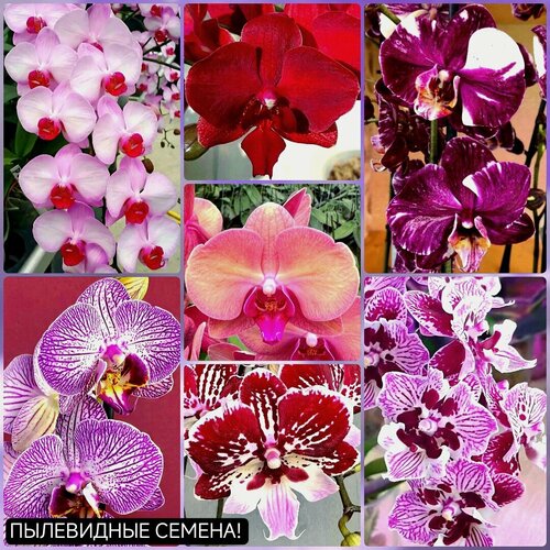 ������ ������ ������ ������� ���������� ����� ������ 