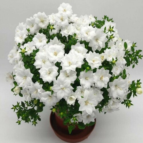 ������ ������ ��������� �������, �������� ����, �����, ������ ����