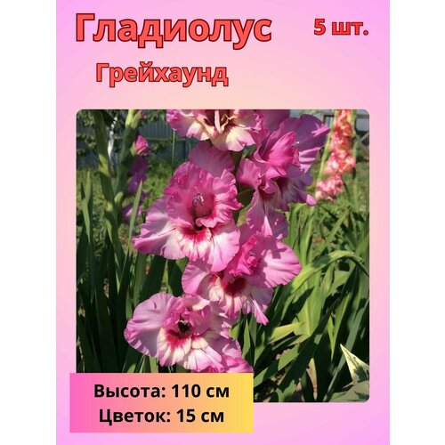 ������ ������ ��������� ��������������� ���������, �������� ���������� ����