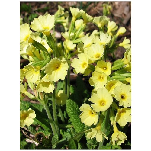������ ������ ������ ������� ������� ���� (Primula elatior), 20 ���� ����