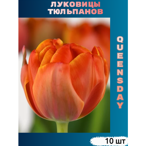 ������ ������ �������� �������� Queensday (10 ��) ����