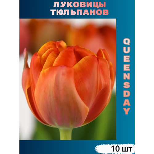    Queensday (10 )   -     , -,   