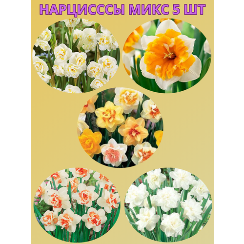 ������ ������ �������� ����������� �����, �������� 5 �� ����2 ����