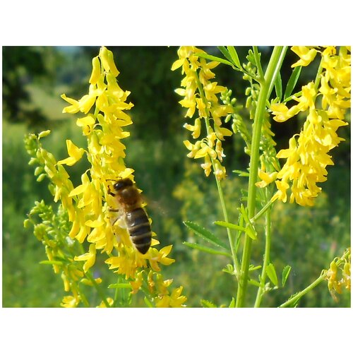 ������ ������ ������ ������ �������, ������� ���������, �������, �������� ��������, 250 �� ����� ����