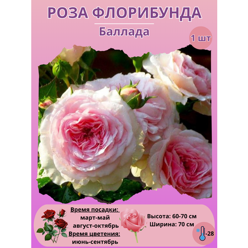 ������ ������ ���� ���������� �������, ����������� ����� ��� ���� ����