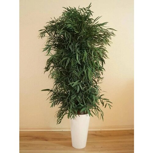 ������ ������ �������� ���������, ������ ����