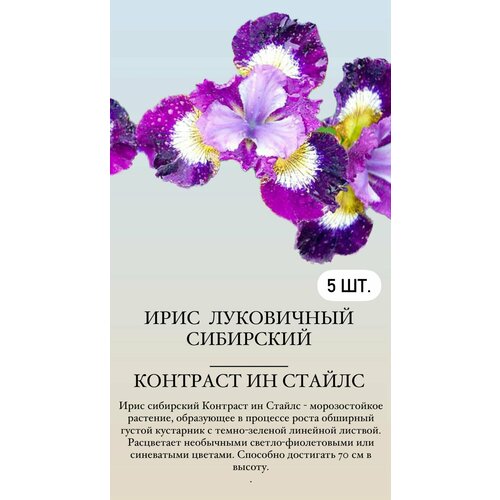 ������ ������ ���� ���������� �������� ����������� �������� ����