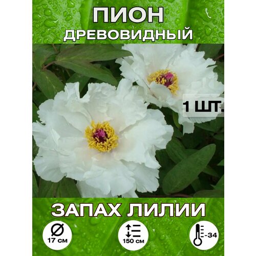 ������ ������ ���� ����� �����, ��������� ����