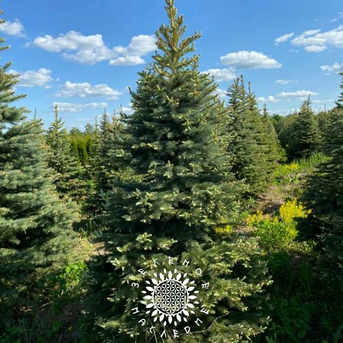 ������ ������ ������ ����� ��� - ��� ��������� (���. Picea glauca) 30�� �� Green Legacy ����